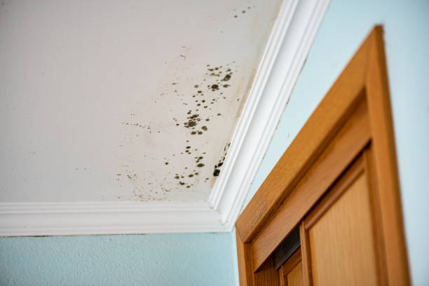 Best Residential Mold Removal  in Scobey, MT