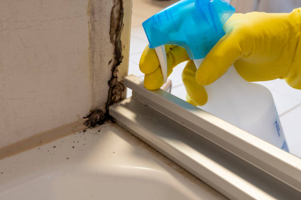Best Office Mold Removal Services  in Scobey, MT