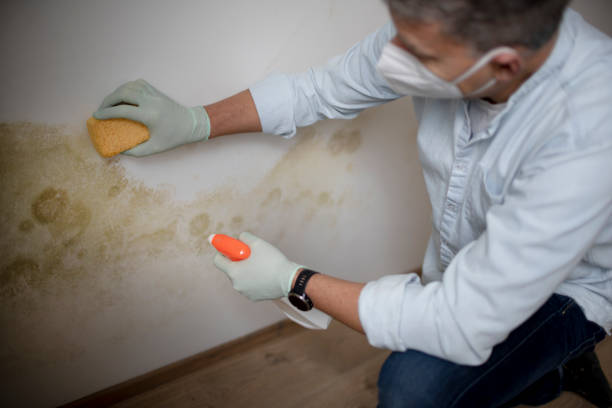 Office Mold Removal Services in Scobey, MT