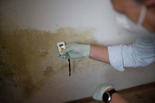 Best Attic Mold Removal  in Scobey, MT