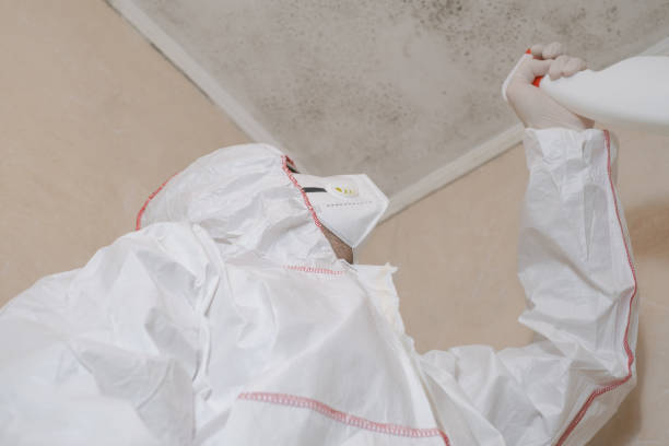 Best Mold Damage Repair  in Scobey, MT