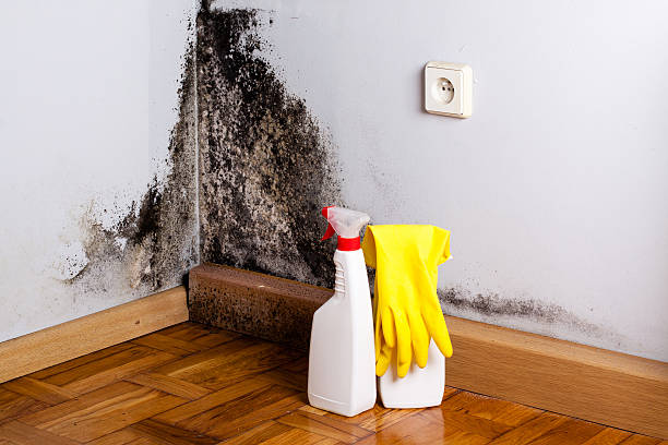 Best Emergency Mold Removal  in Scobey, MT
