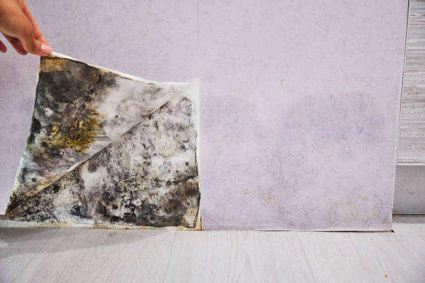 Best Affordable Mold Removal  in Scobey, MT